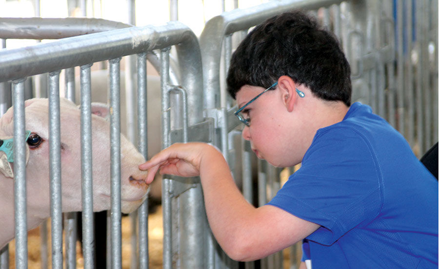 Matthew Myers, 14, of Ankeny enjoys a visit to the sheep barn.